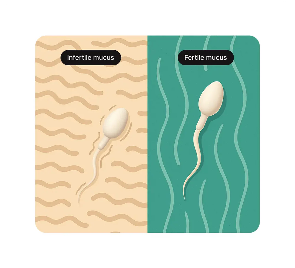 Your Fertility, Finally Clear